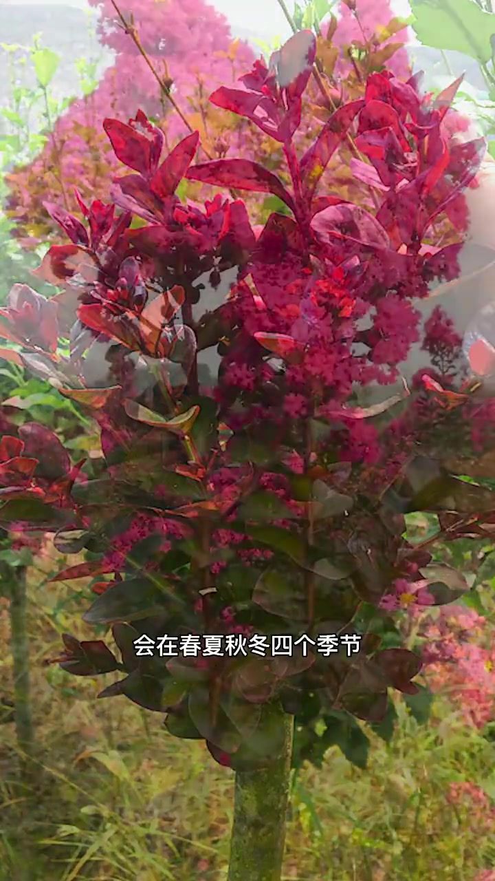 天鹅绒紫薇,花大色艳,北方也能地栽户外种植,花期120天,适