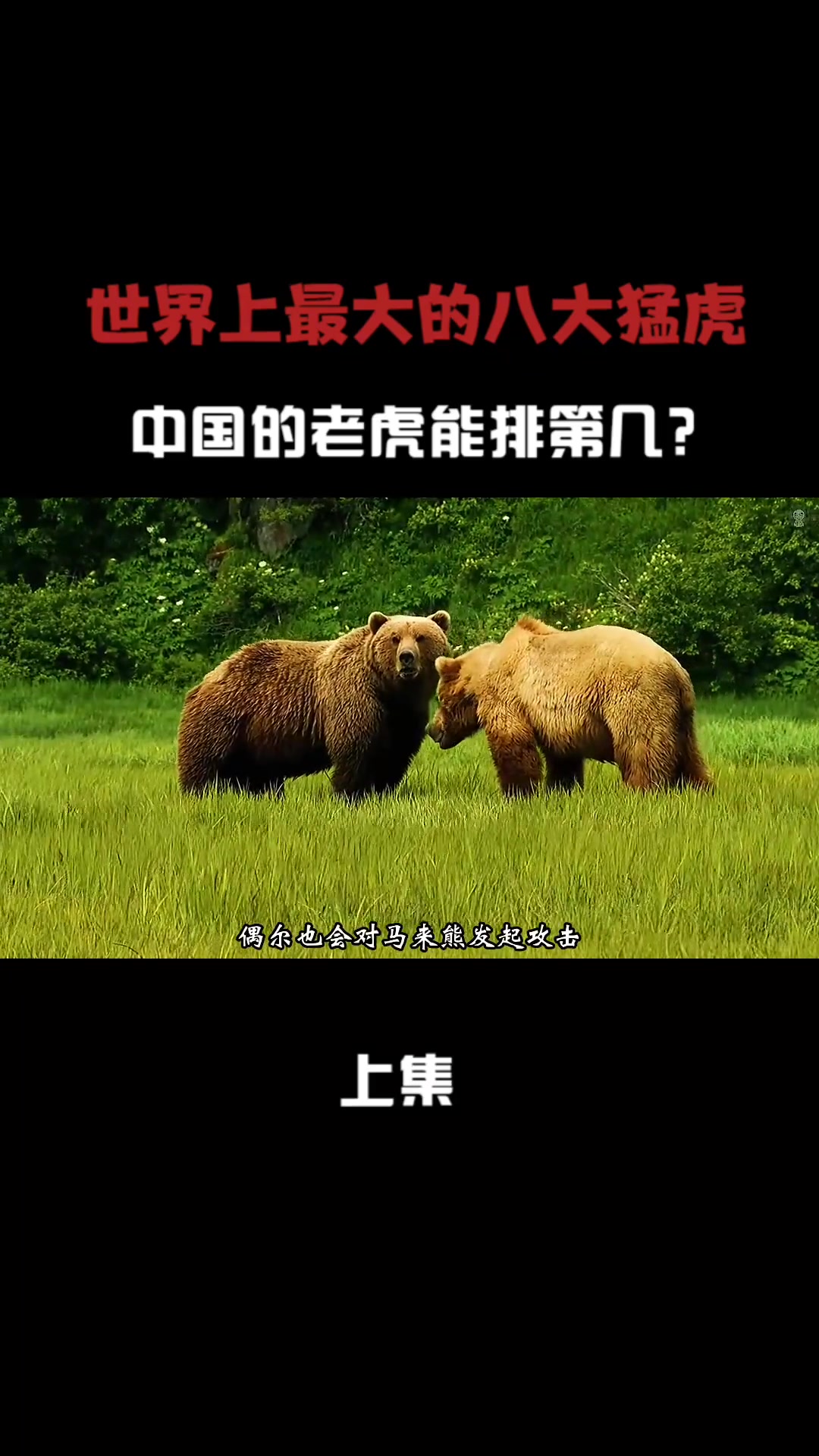 世界上最大的八大老虎你知道都有谁吗?