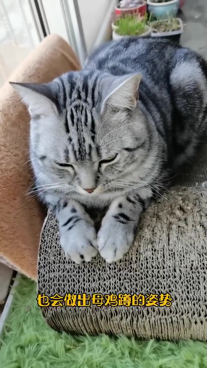 分辨母鸡蹲和农民揣,一步到位