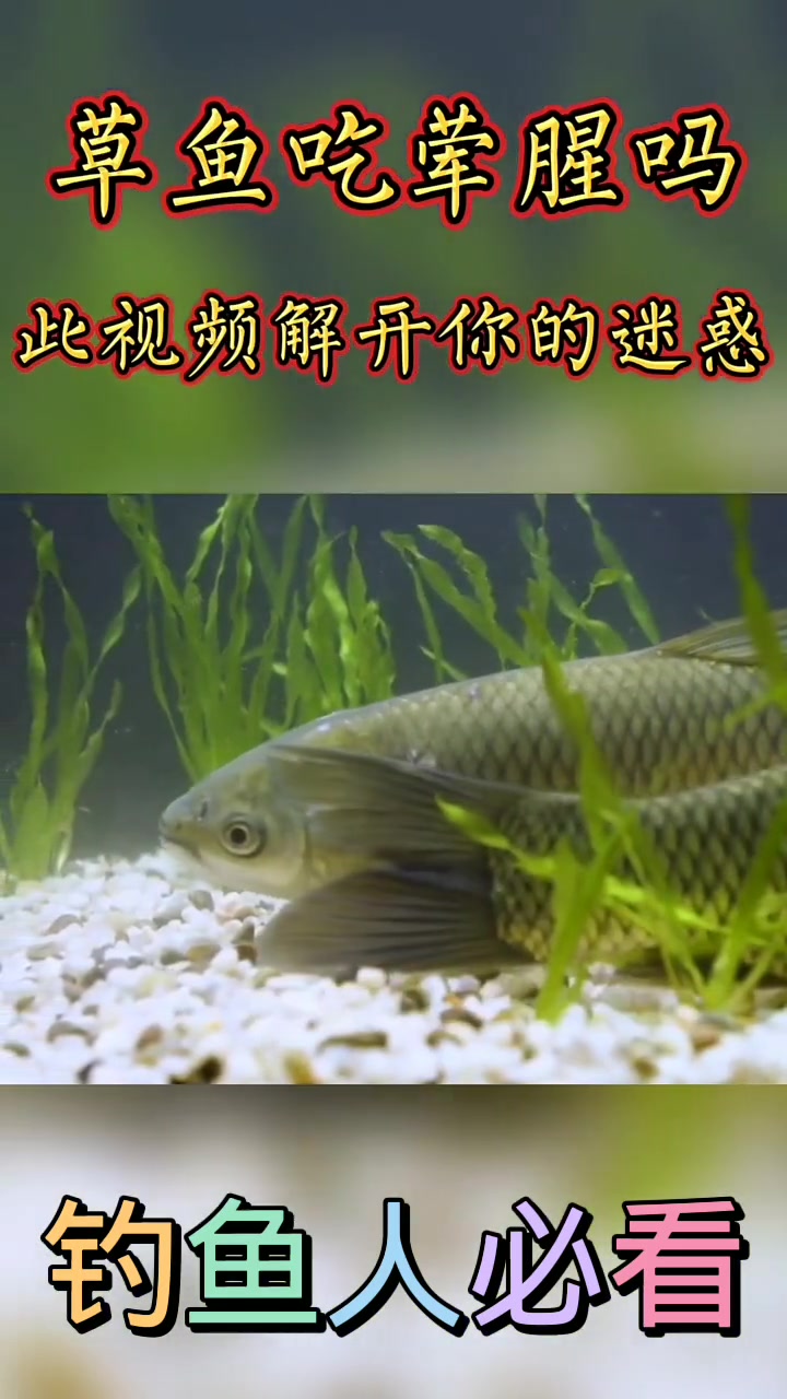 喜欢钓草鱼的钓友都知道草鱼喜欢吃草,五谷等,但是草鱼吃荤腥吗
