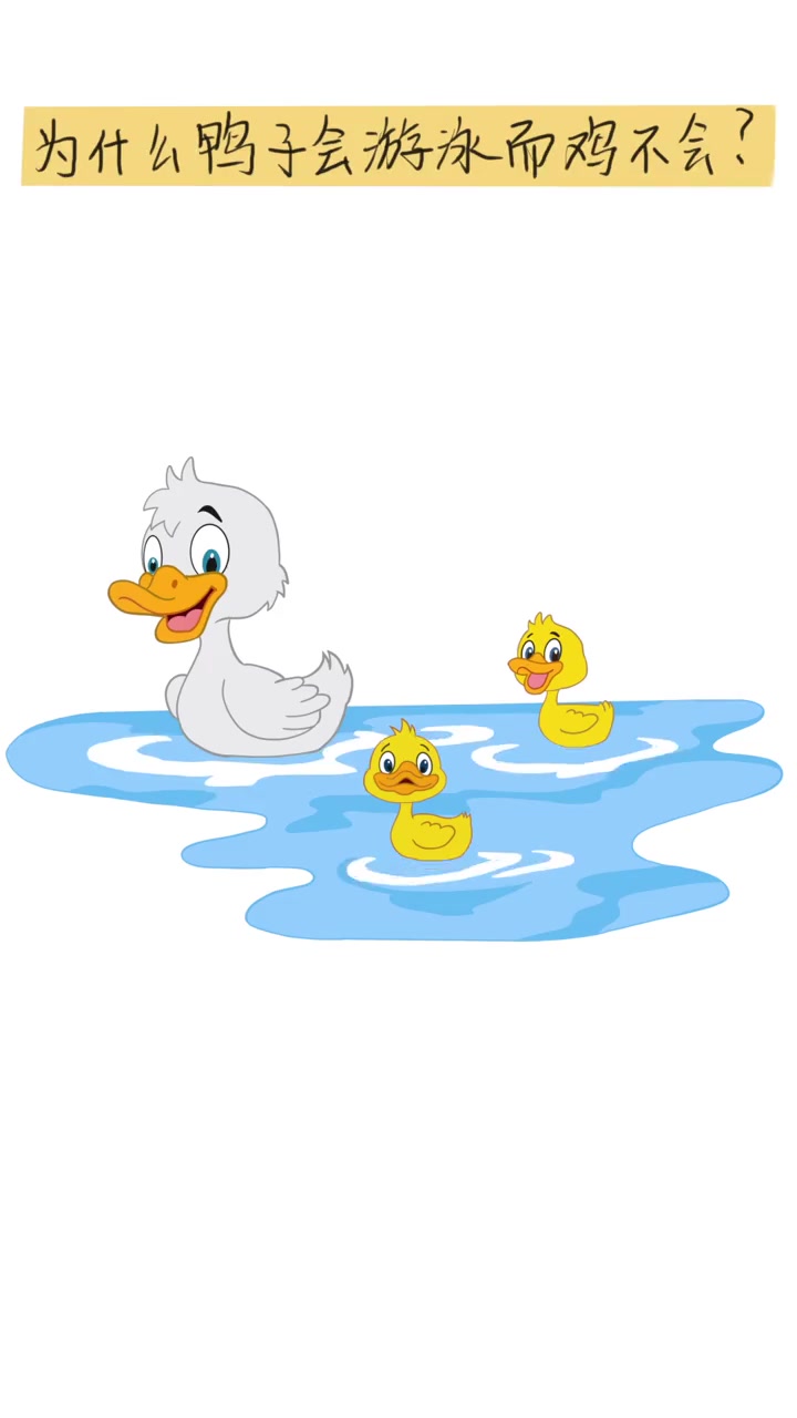 为什么鸭子会游泳鸡不会