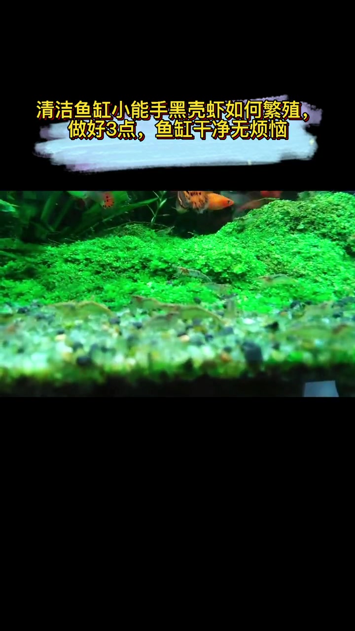 清洁鱼缸小能手黑壳虾如何繁殖,做好3点,鱼缸干净无烦恼