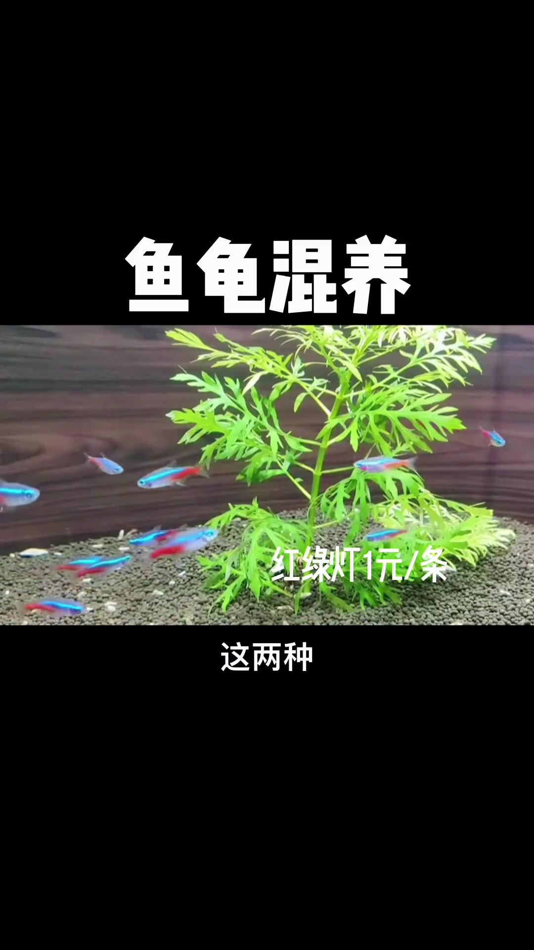 鱼龟混养的好处很多,那什么鱼适合跟龟一起混养呢?