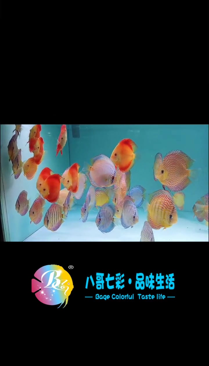 七彩神仙鱼按照这6个方法饲养,鱼儿健康漂亮,养5年不是问题