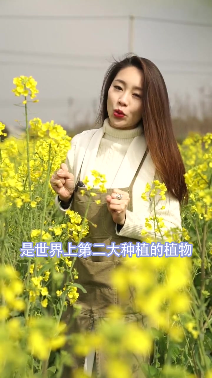优雅迷人,却是最接地气的花,油菜花