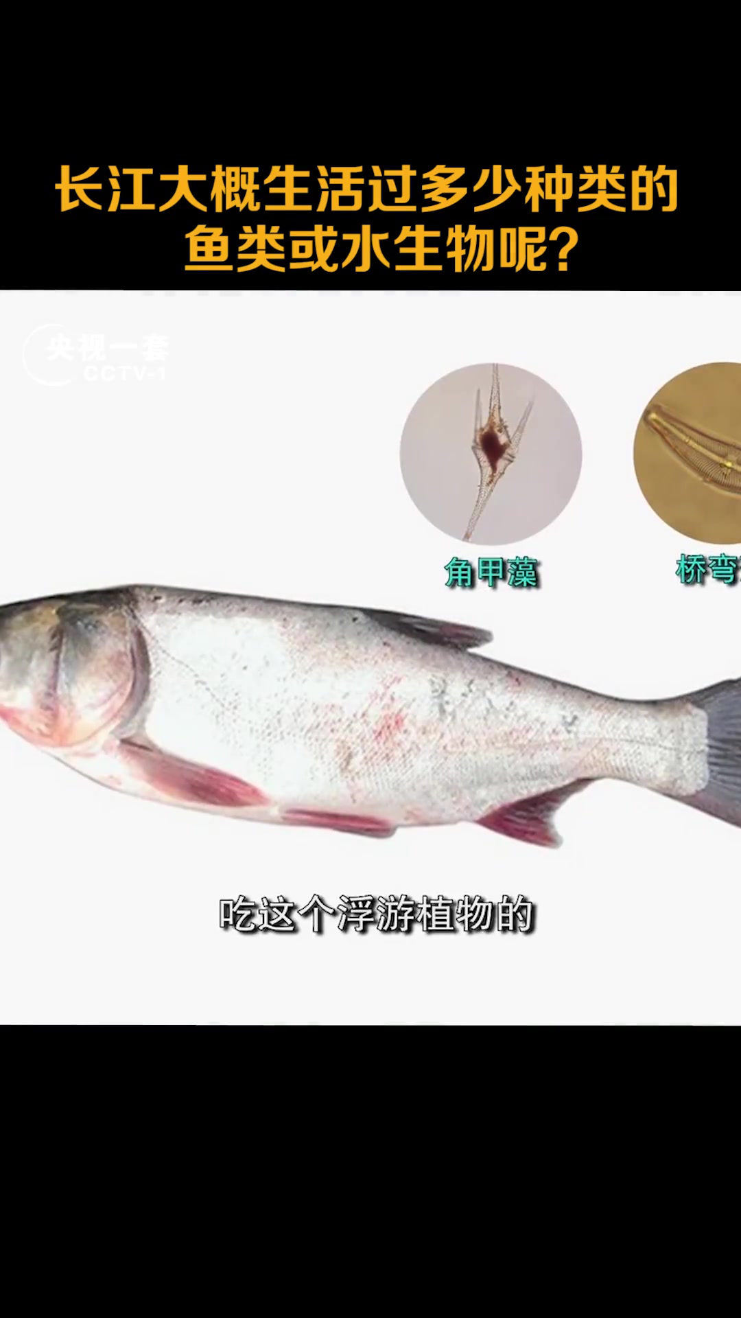 从古至今,长江大概生活过多少种类的鱼类或水生物呢?中国水产科
