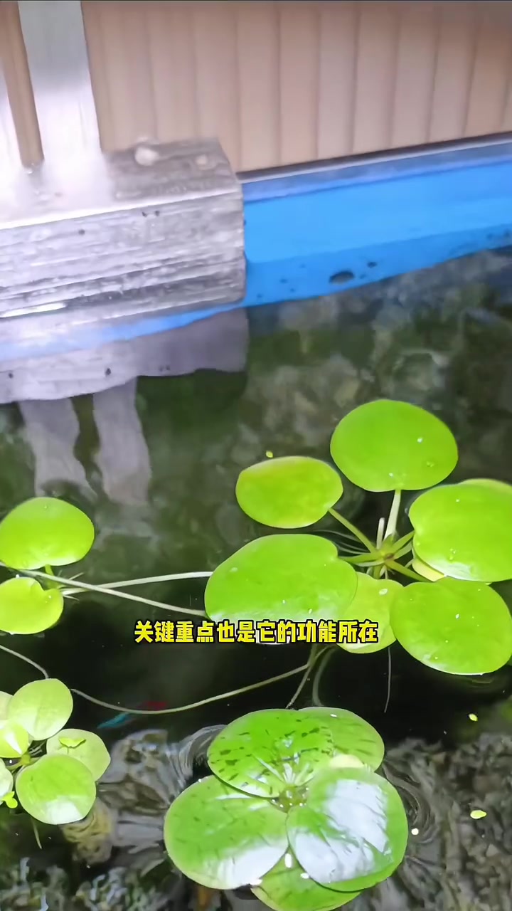 鱼缸造景漂浮植物圆心浮萍