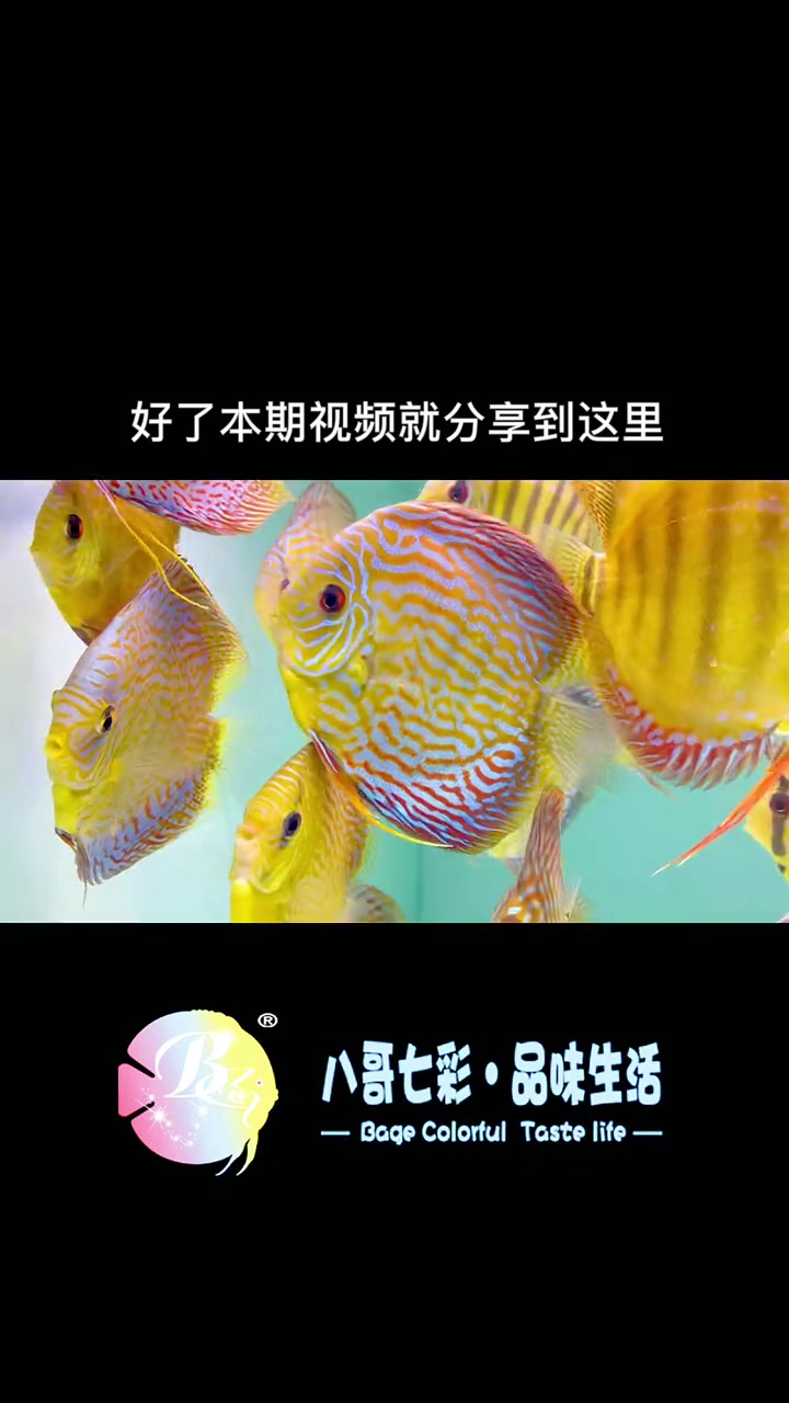 最美七彩神仙鱼,这些不起野生七彩,都是家彩。品种名字叫:野血
