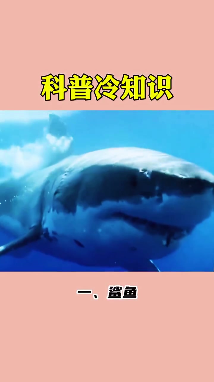世界上有七种鱼,请问你还知道什么鱼?