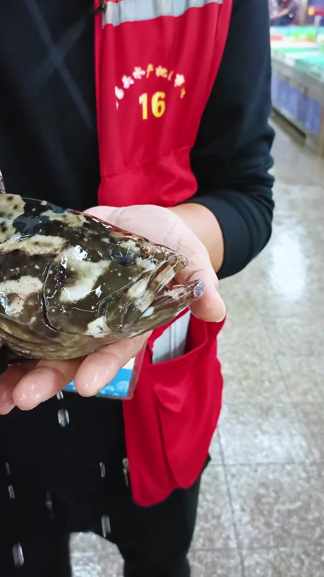 珍珠斑其实是由雄性龙趸和雌性老虎斑人工培育出来的