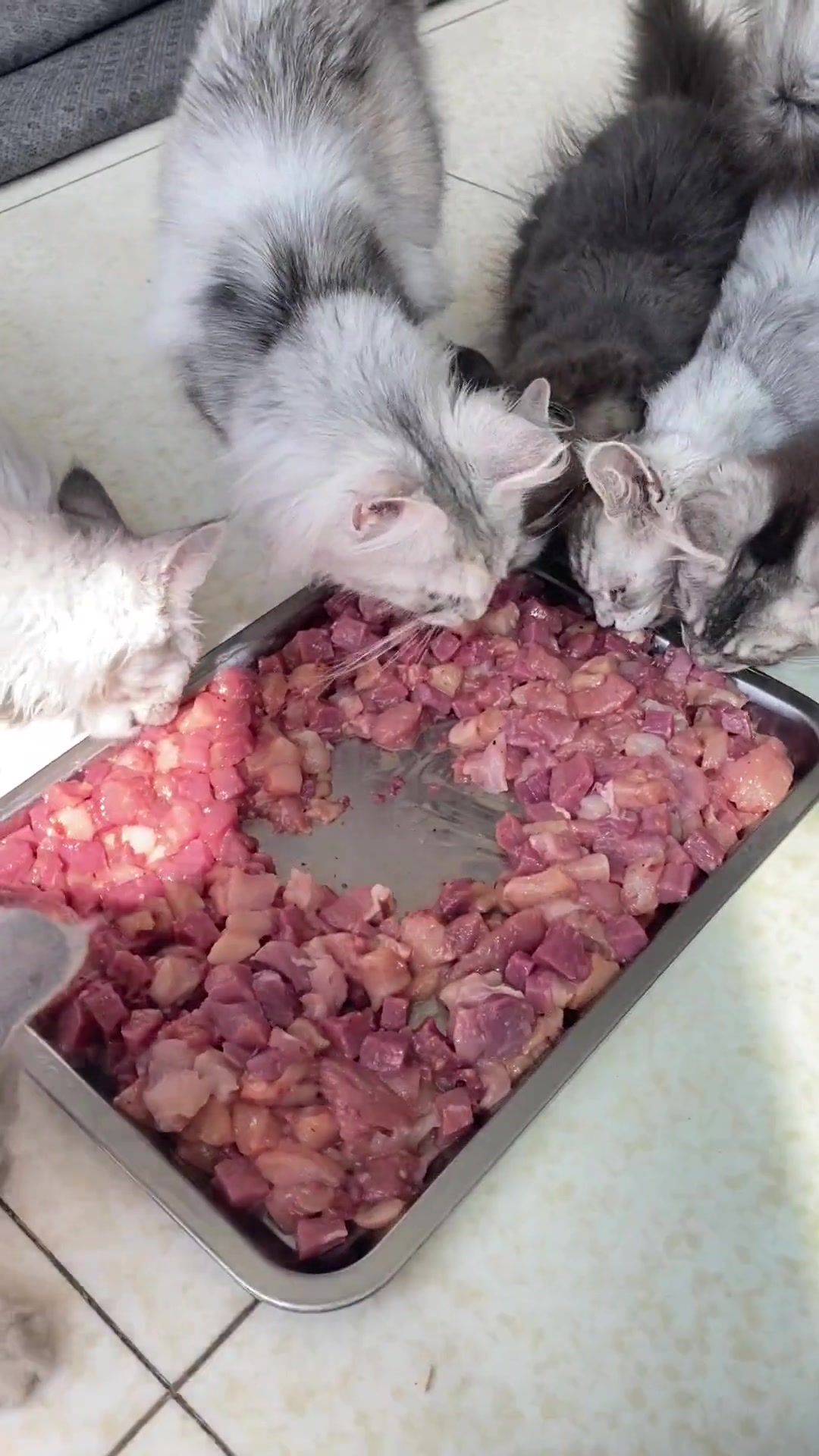 猫舍日常配制生骨肉的过程,家里大猫小猫都能吃的配方