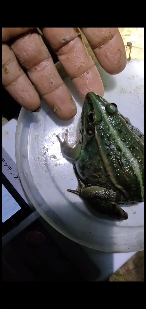 青蛙也叫田鸡,也叫蚂拐,我们这边叫蚂拐,你们哪叫啥?