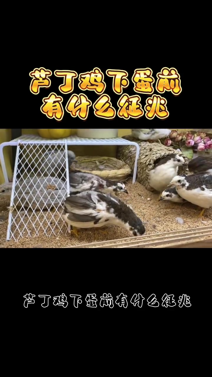 芦丁鸡下蛋前有什么征