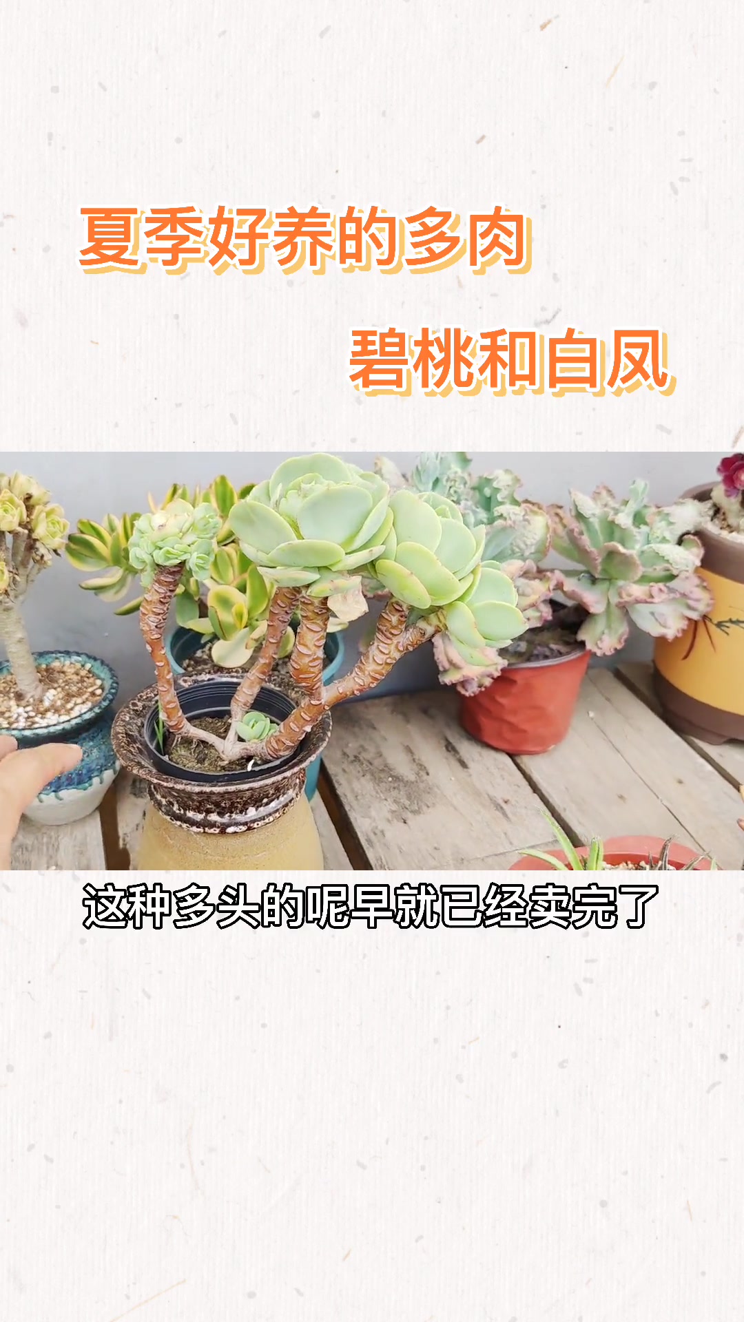 碧桃和白凤属于夏天比较好养的多肉植物,生长速度快,颜值高!