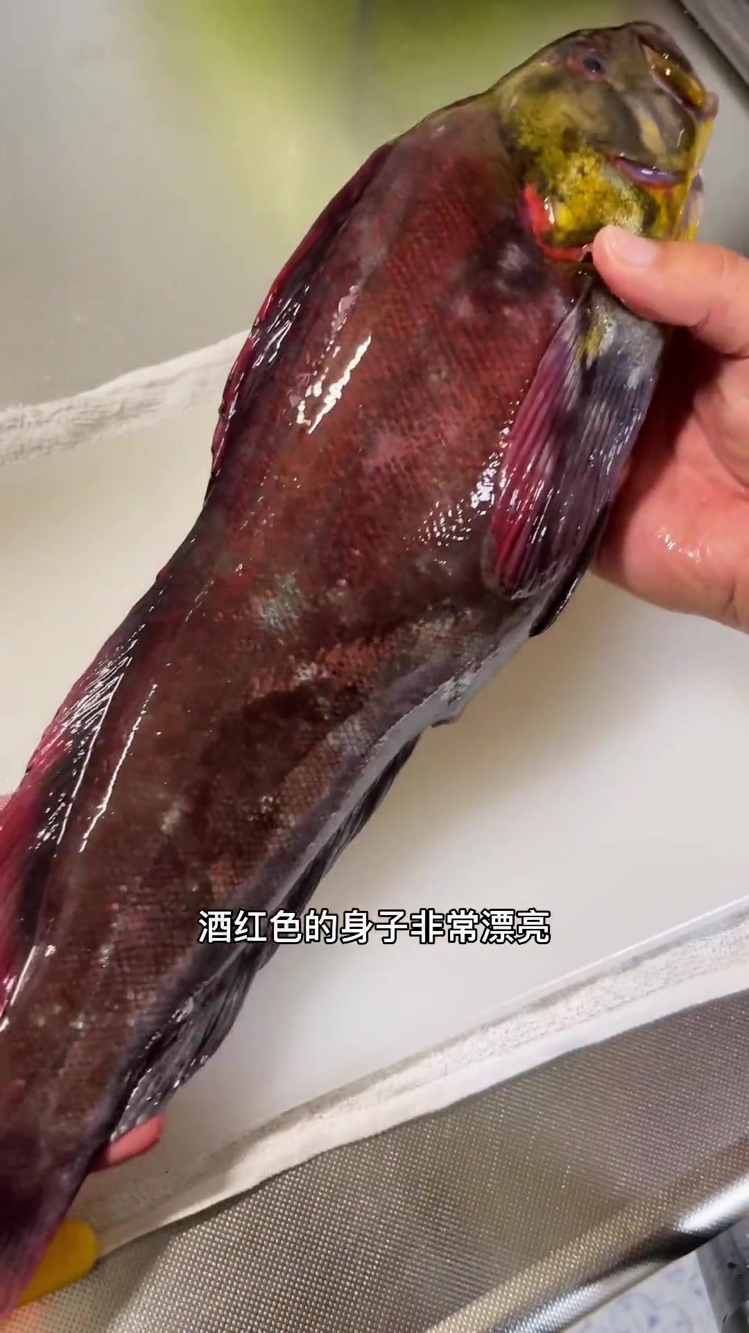 这鱼真不错,小伙伴们快试试&nbsp; 六线鱼