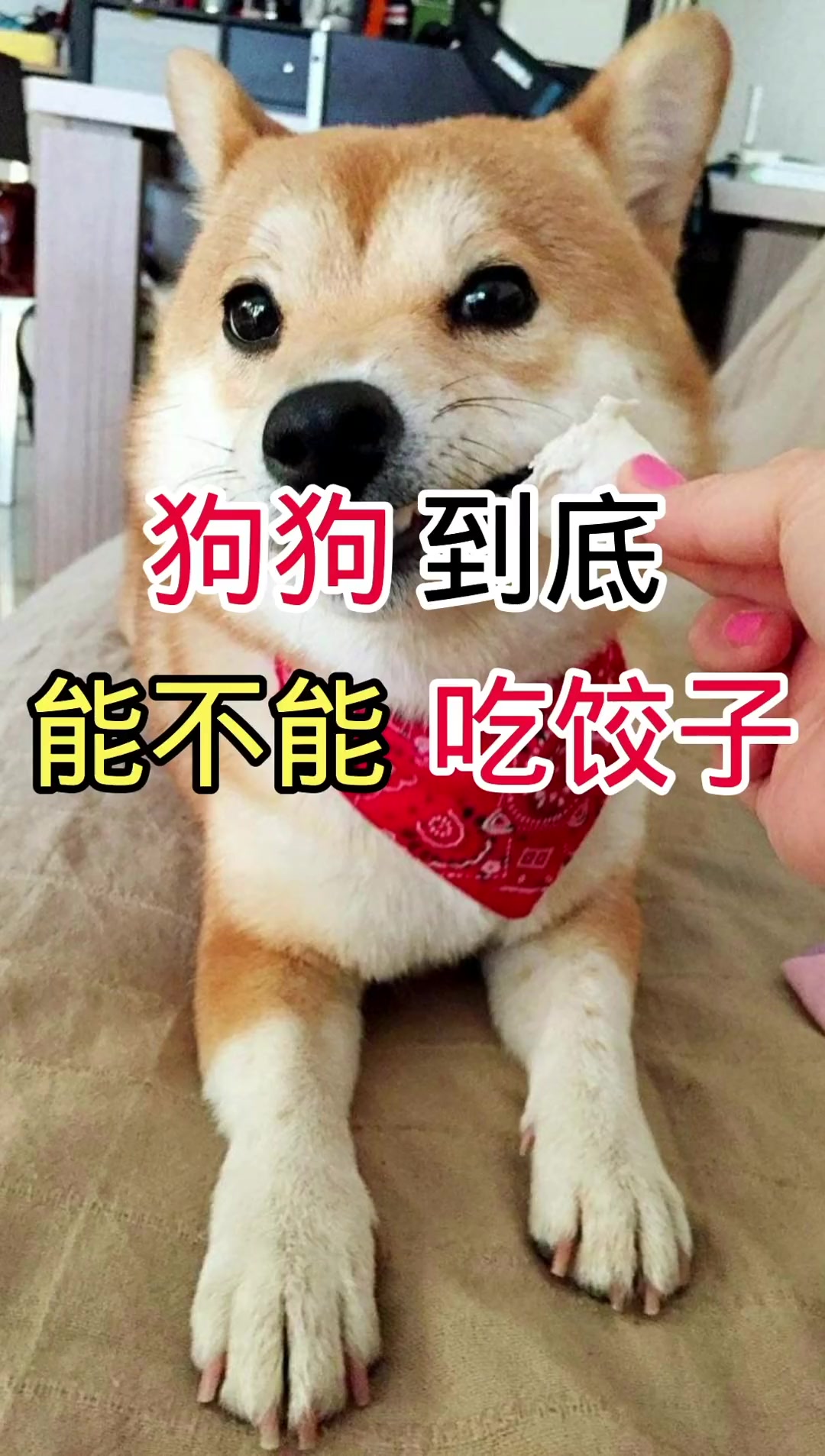 狗狗到底能不能吃饺子