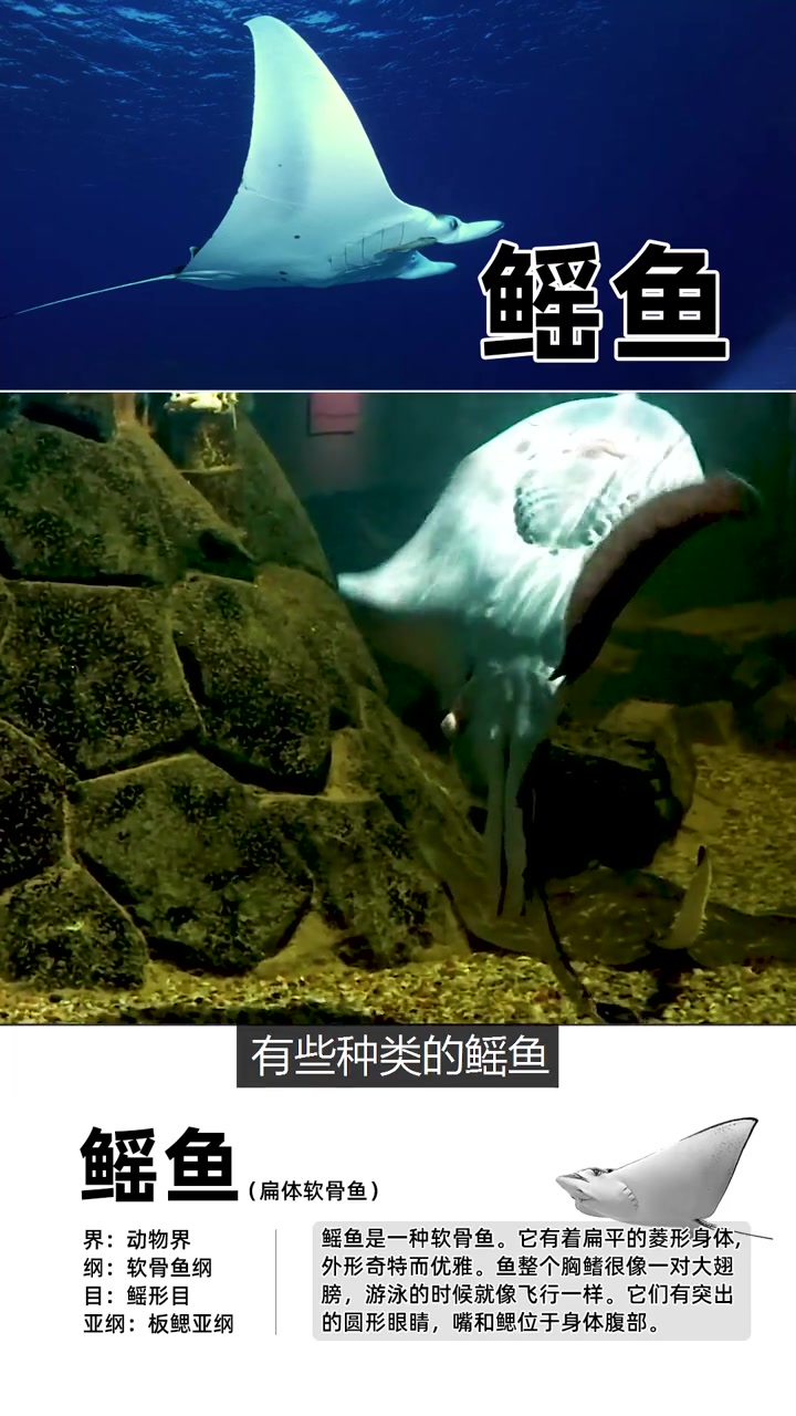 没有骨头的鱼:鳐鱼