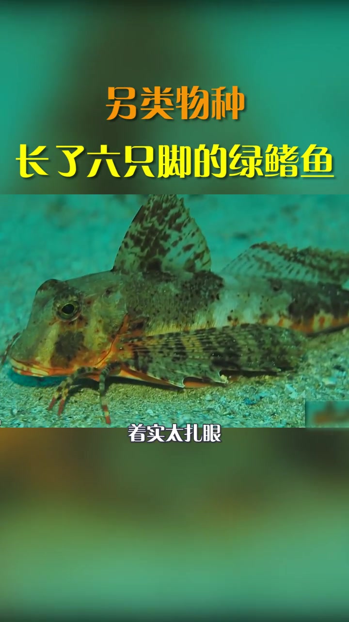 这鱼竟然长了六只脚?