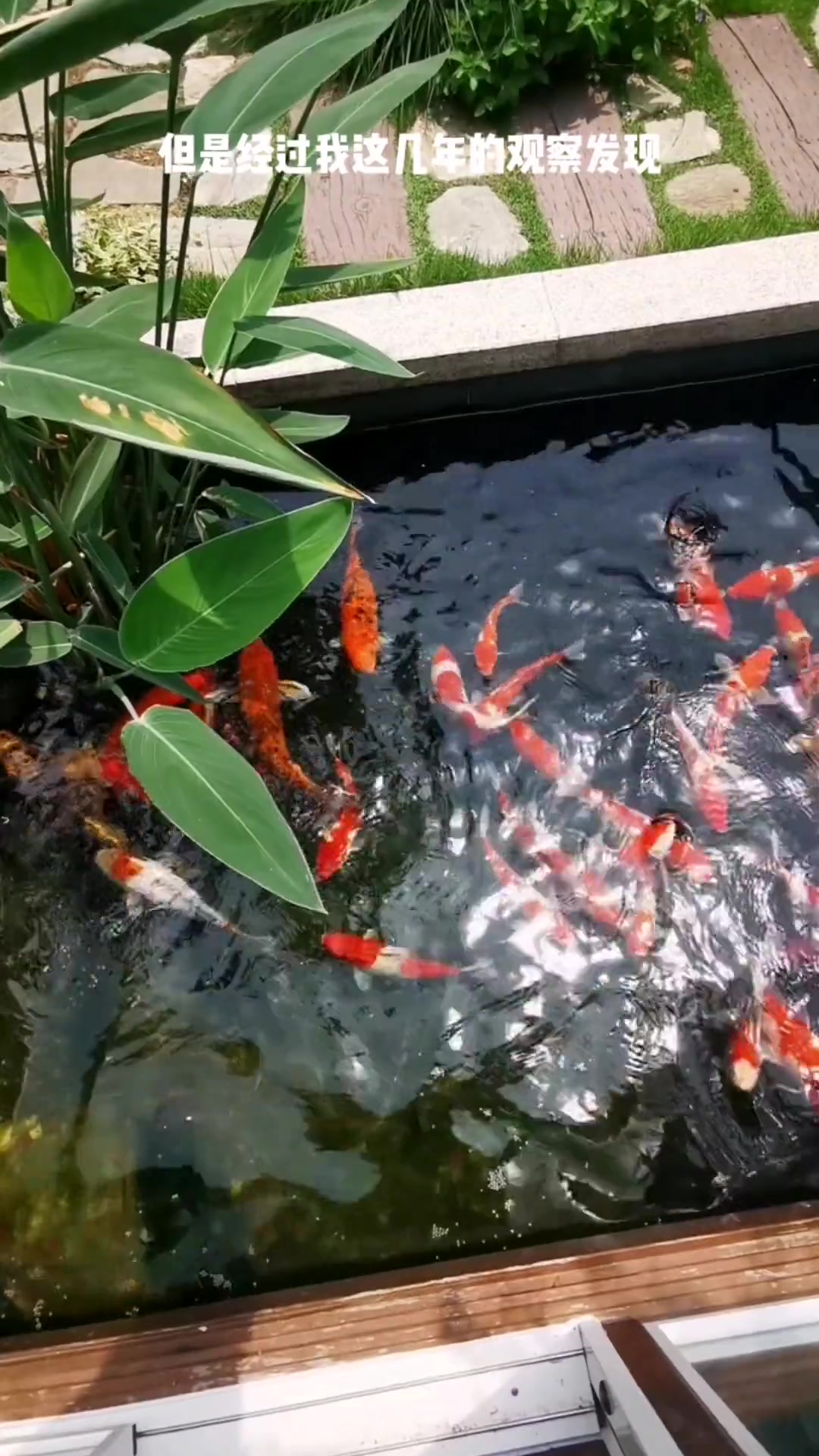 关于鱼池水深的问题!