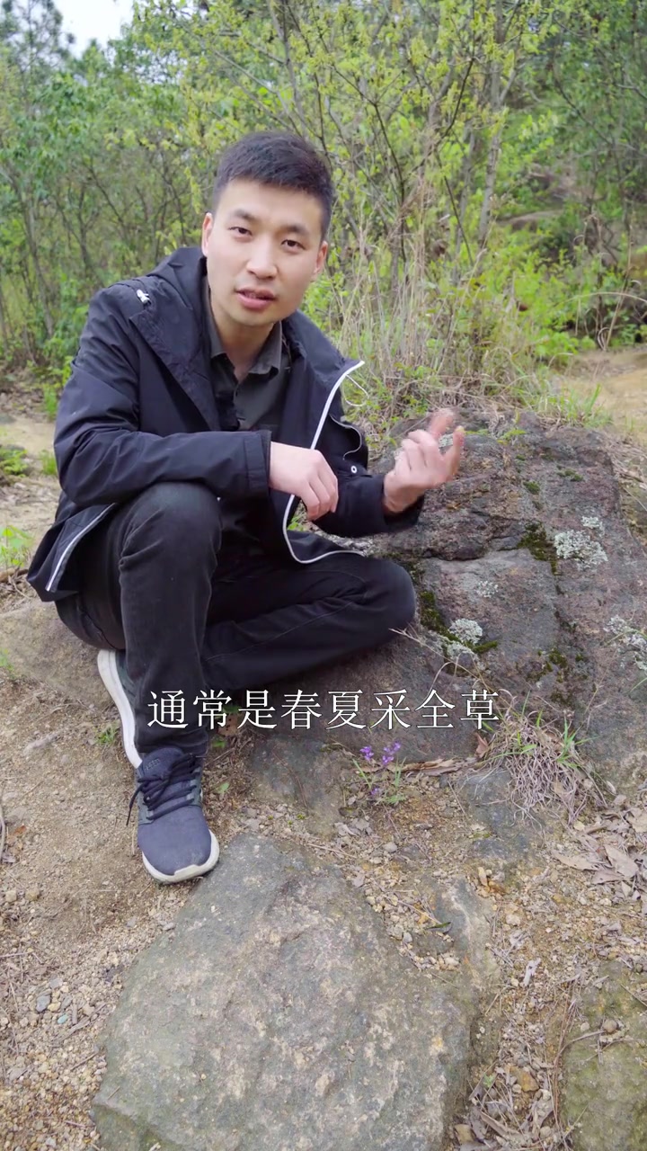 识百草:瓜子金!很有用的