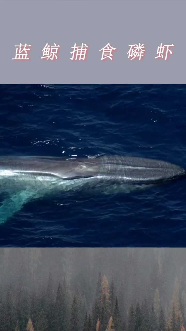 蓝鲸捕食磷虾高清全过程!