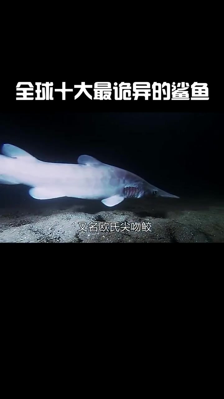 世界上最诡异的十种鲨鱼,最后一种连大白鲨都怕
