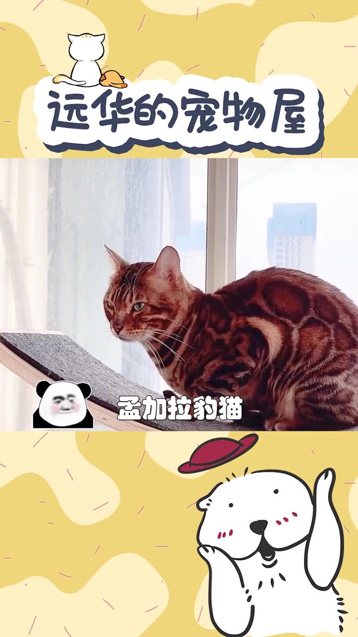 十几万的见见为什么这么贵?豹猫