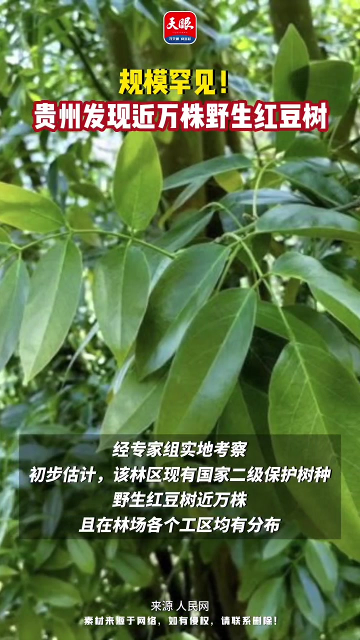 规模罕见!贵州发现近万株野生红豆树