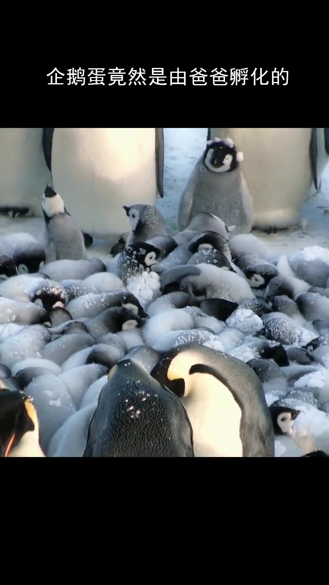 原来企鹅蛋是企鹅爸爸孵化的!太暖心了