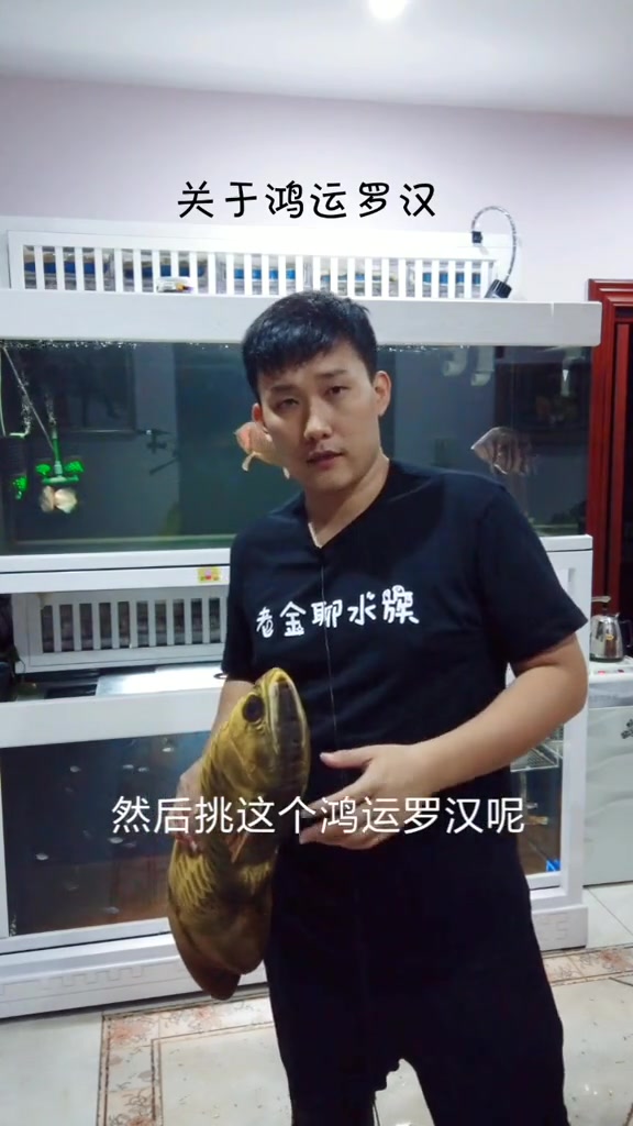 鸿运罗汉便宜好上手,主要容易活,不容易养死