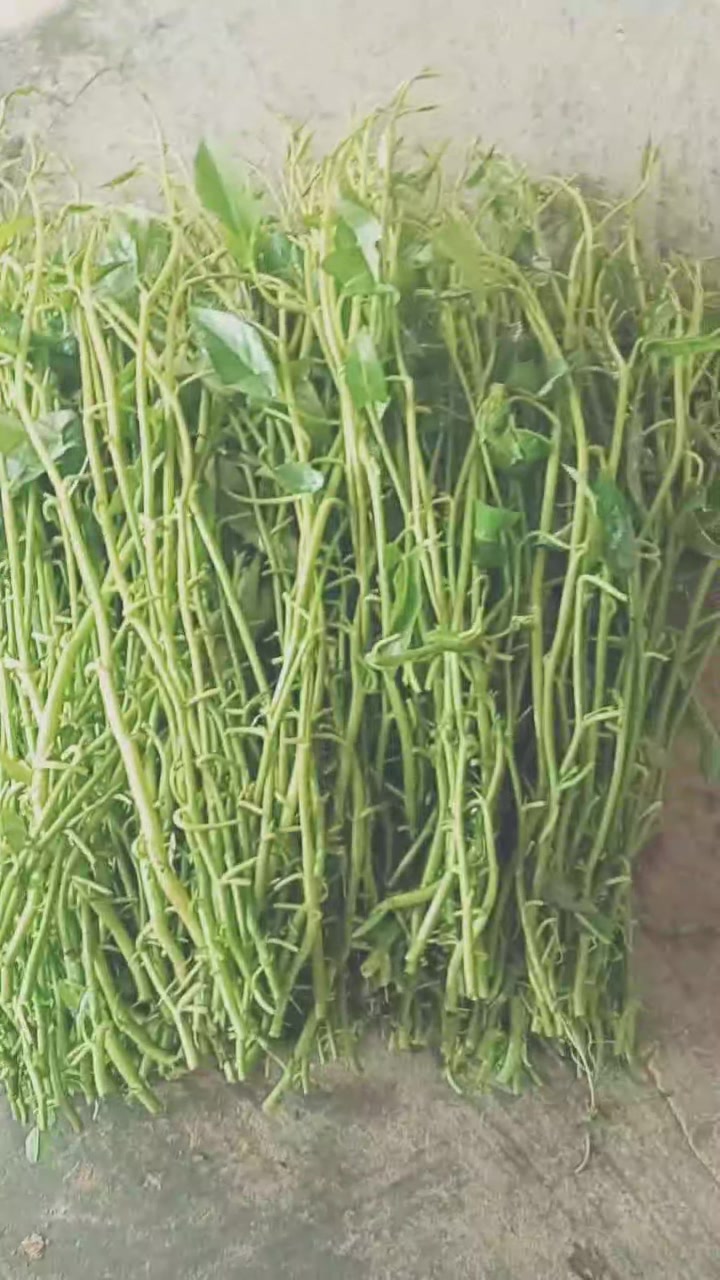 亩产万斤一年种一次,是农民发家致富的好帮手,水蕹菜种苗