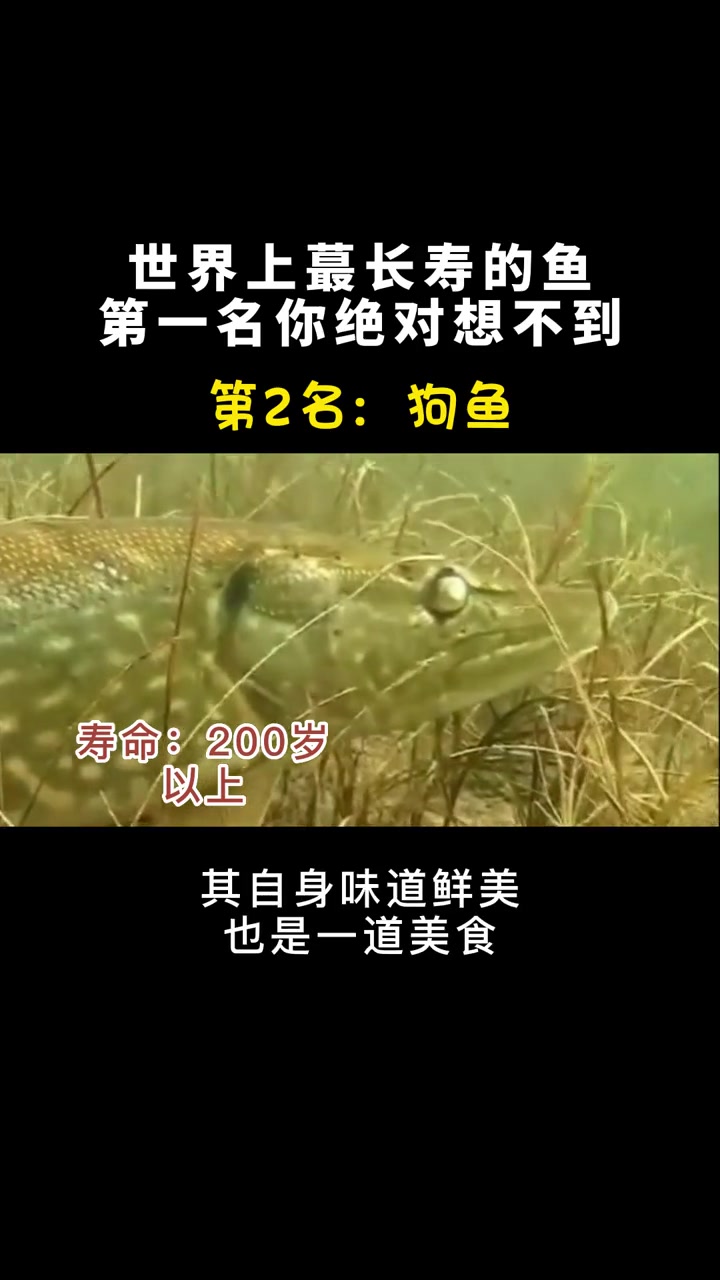 原来有些鱼比人的年龄活更长……