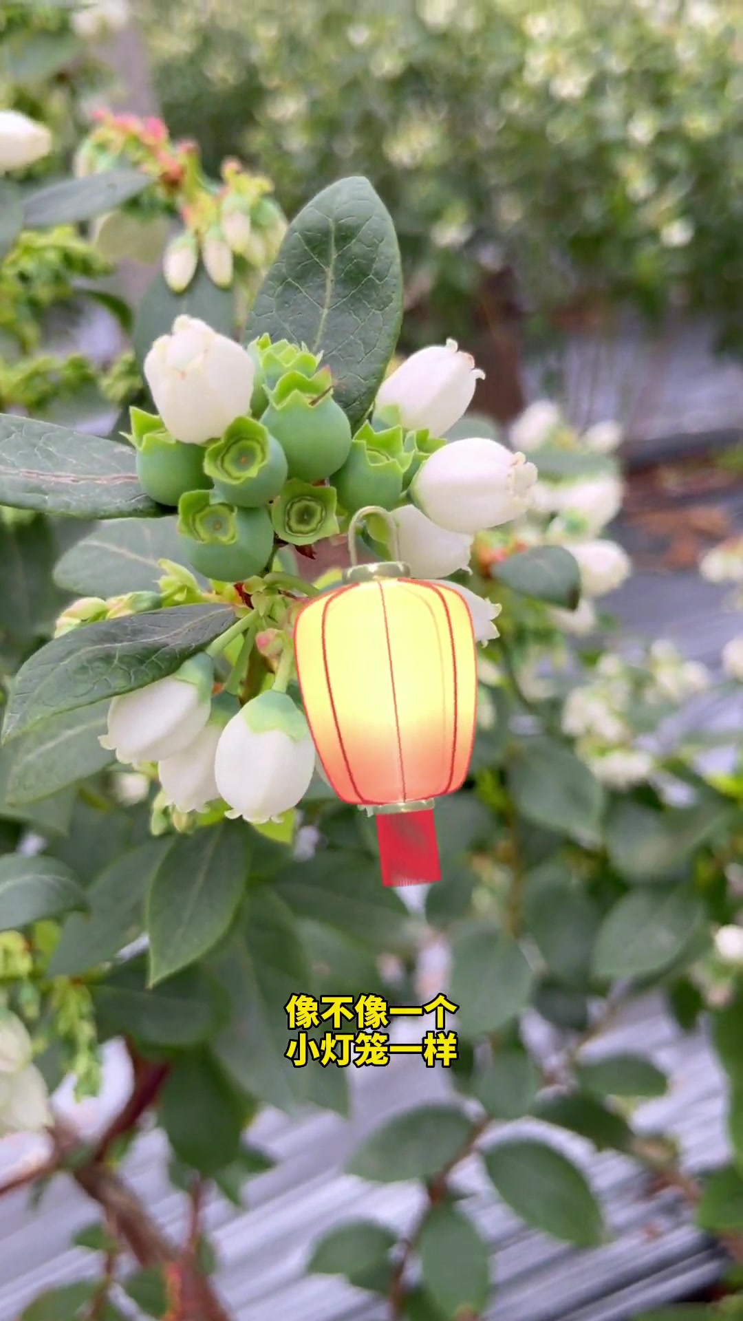 蓝莓花你们都见过么?