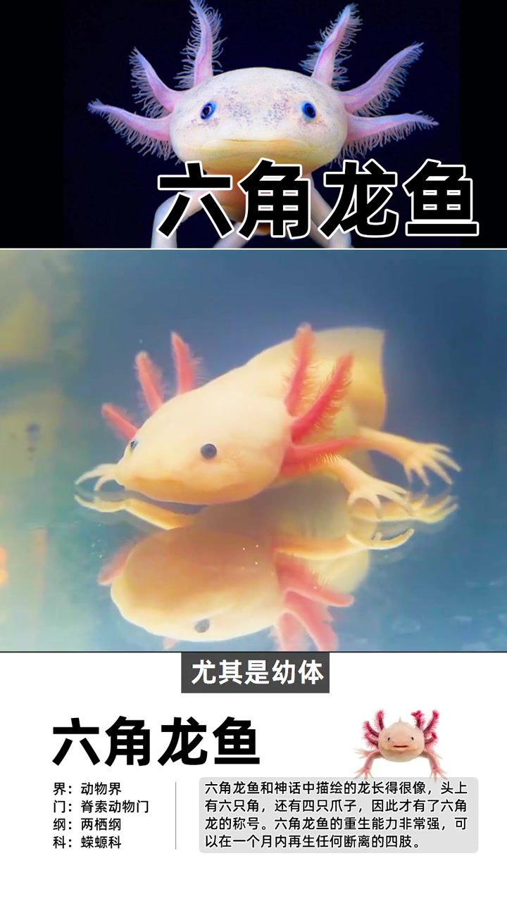 六角龙鱼 传说中的龙 说不定就是它了