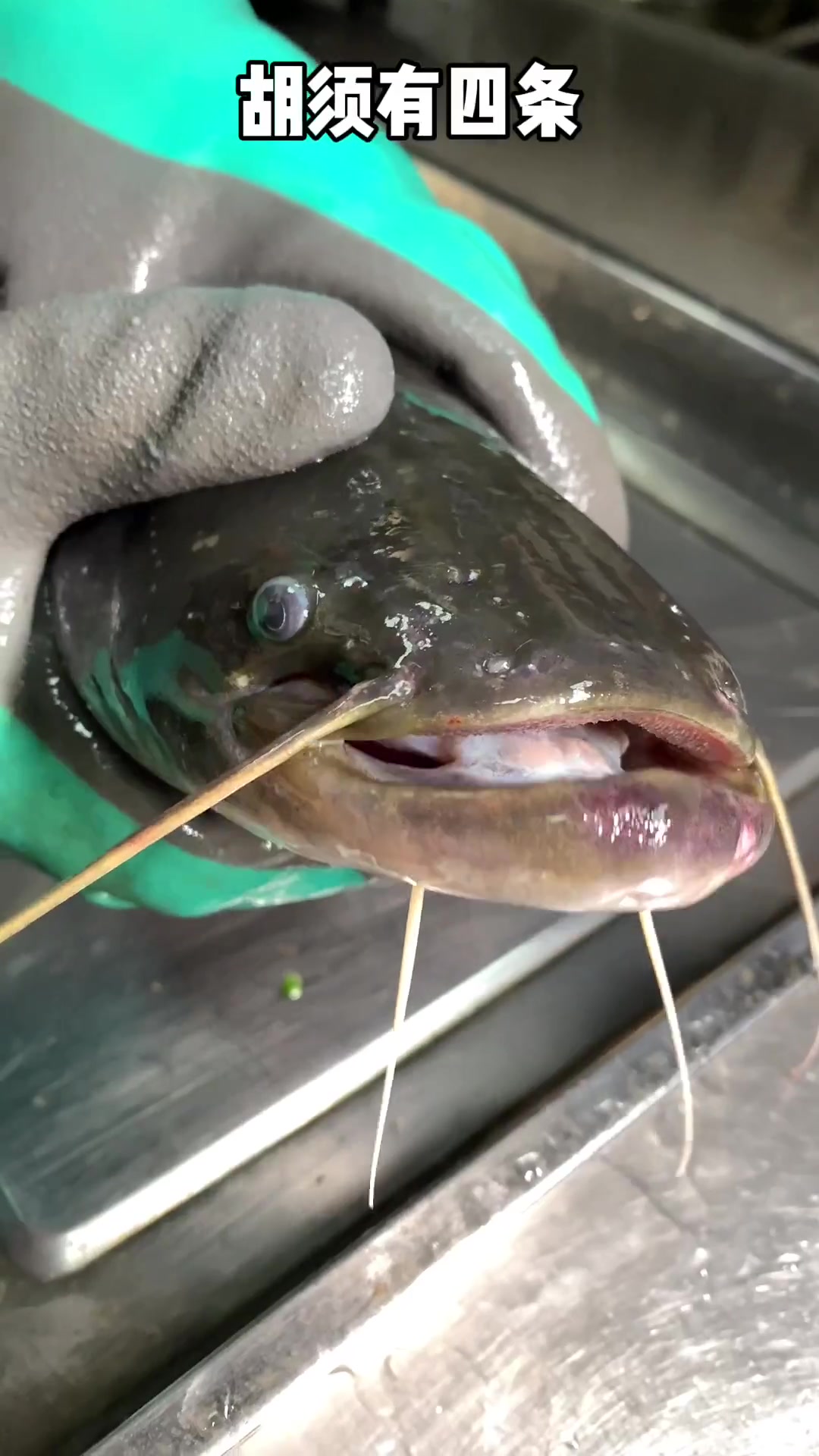 别再说梭边鱼是鲶鱼了!科普来了!