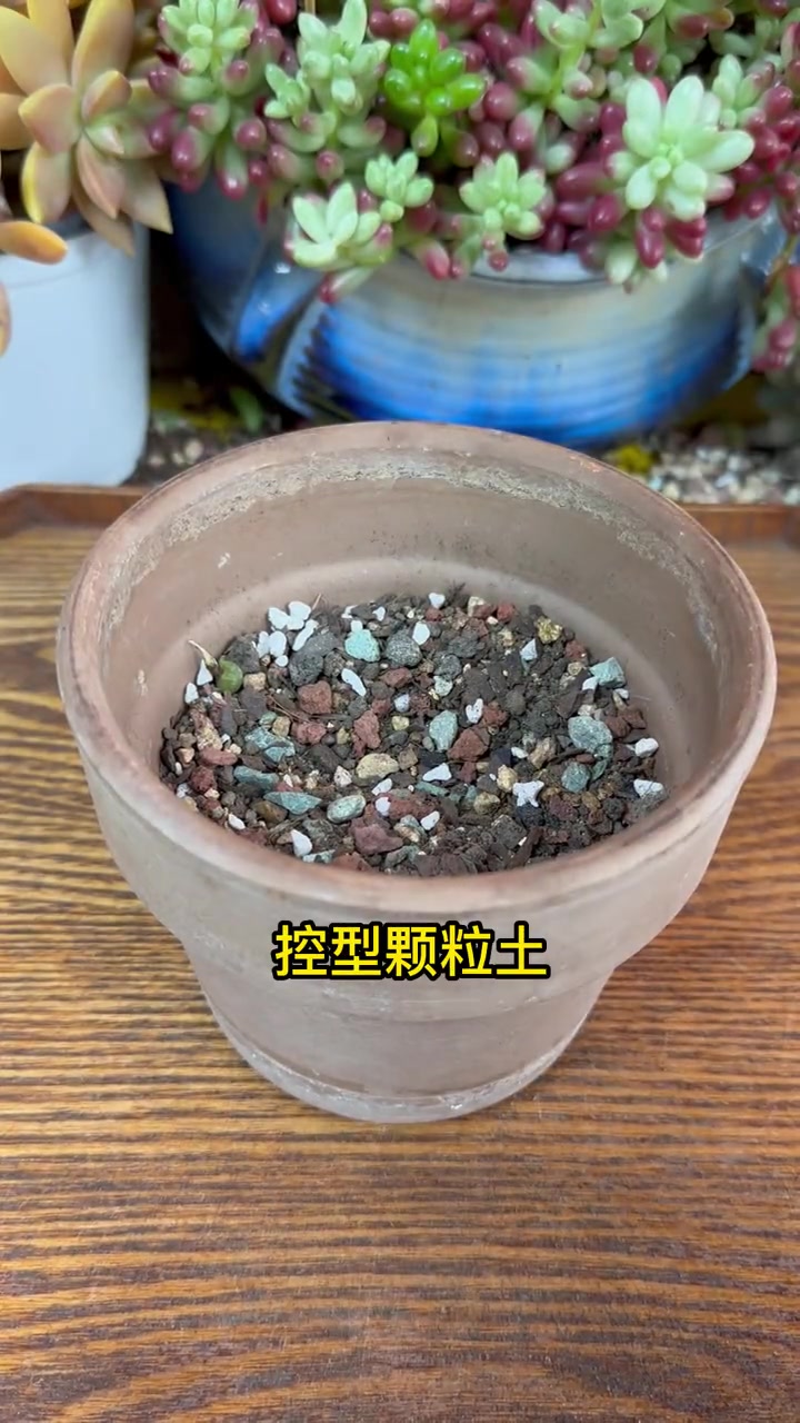 多肉虹之玉就爱这样养,爆芽快有技巧,一小盆养成几大盆