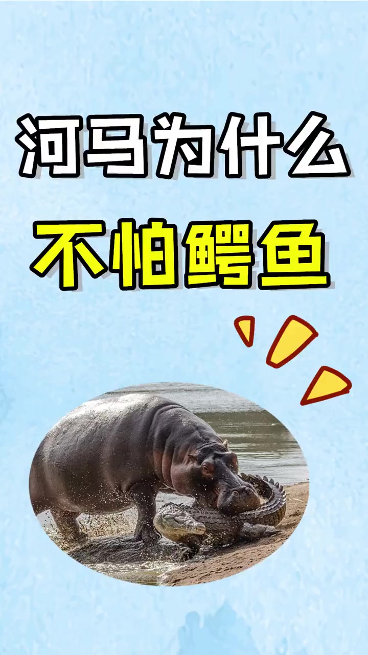 鳄鱼作为顶级杀手,为何河马却不怕它?请你查一下河马是啥段位
