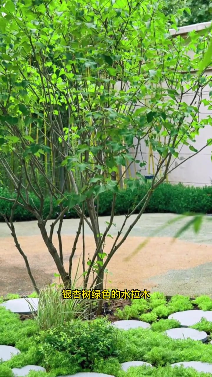 什么树适合在东北庭院种植