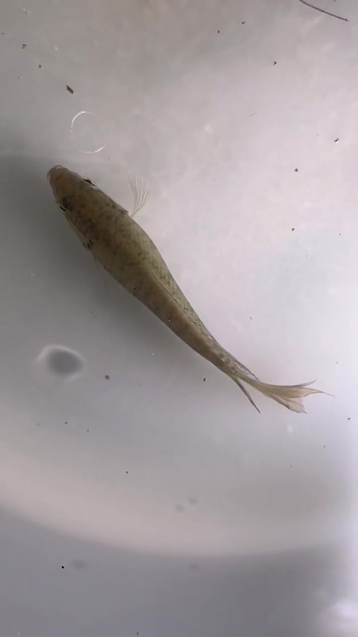 中国斗鱼公母的区分方法,简单明了