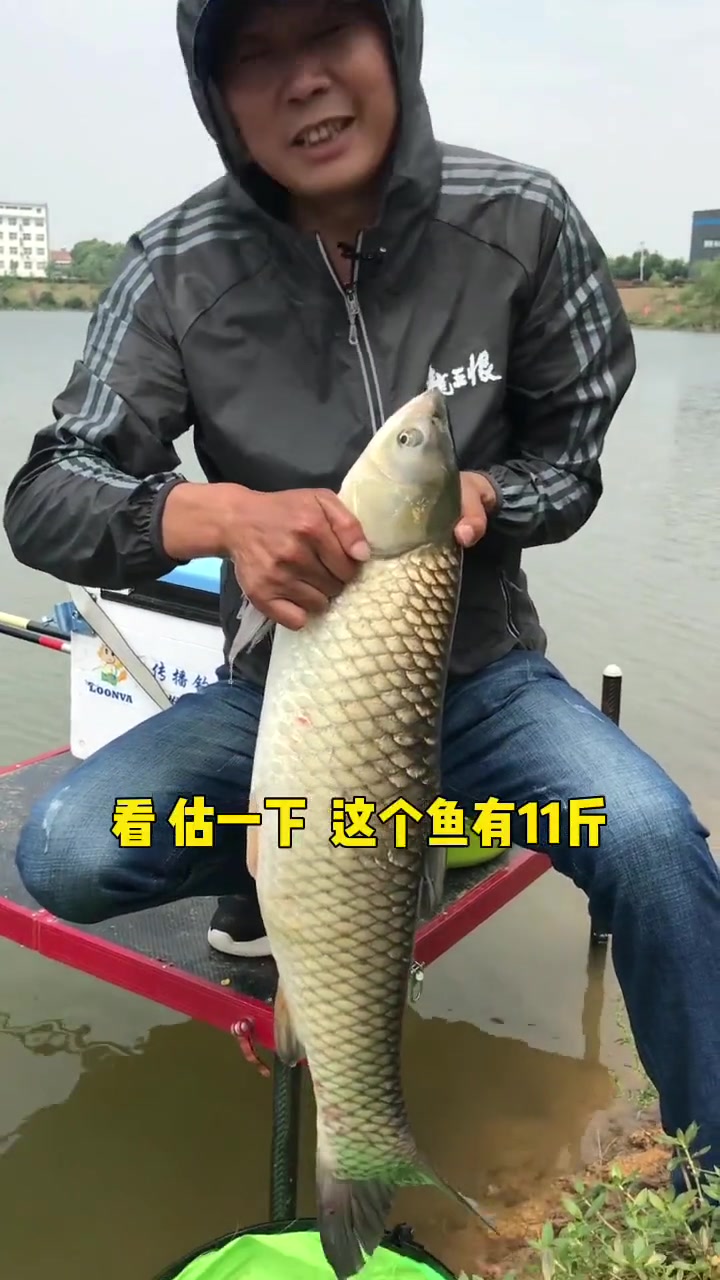 钓大草鱼如何调钓