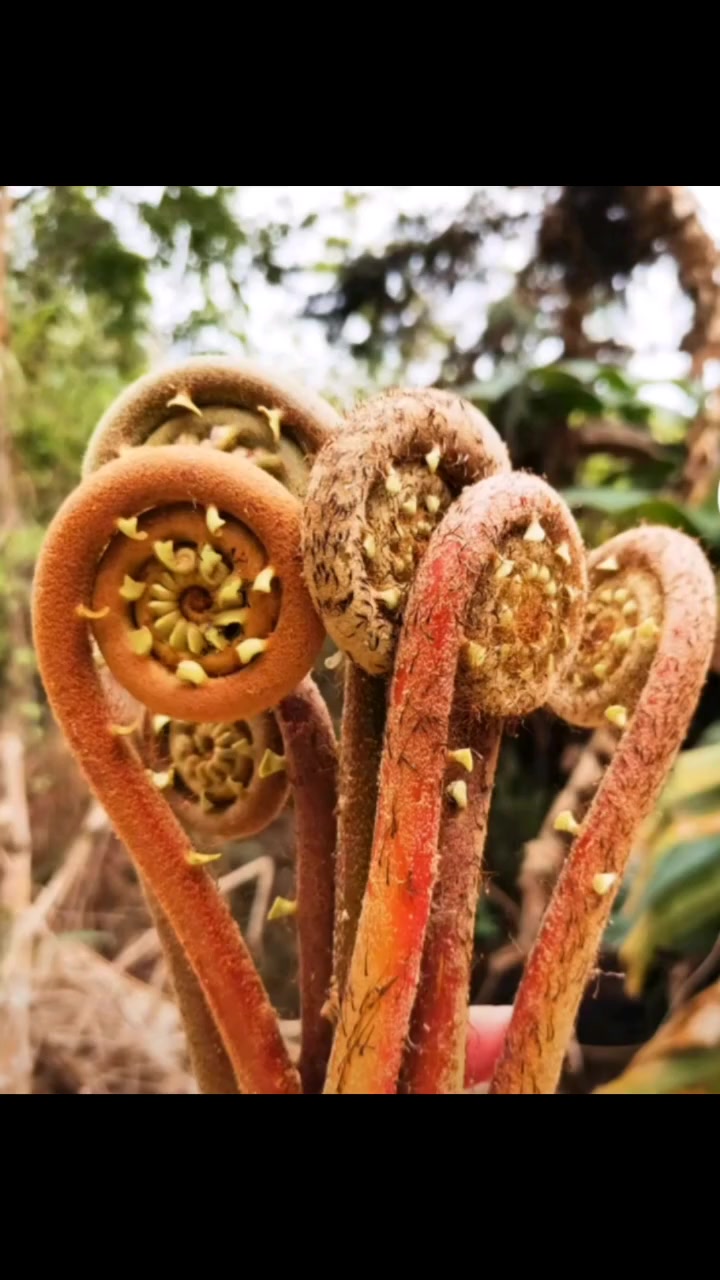 山间纯野生蕨菜&nbsp;被称“山菜王”有很多种?吃对了对身体有益!你