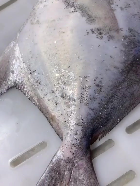 白鲳也叫银鲳、白扁鲳,你认识了嘛鲳鱼