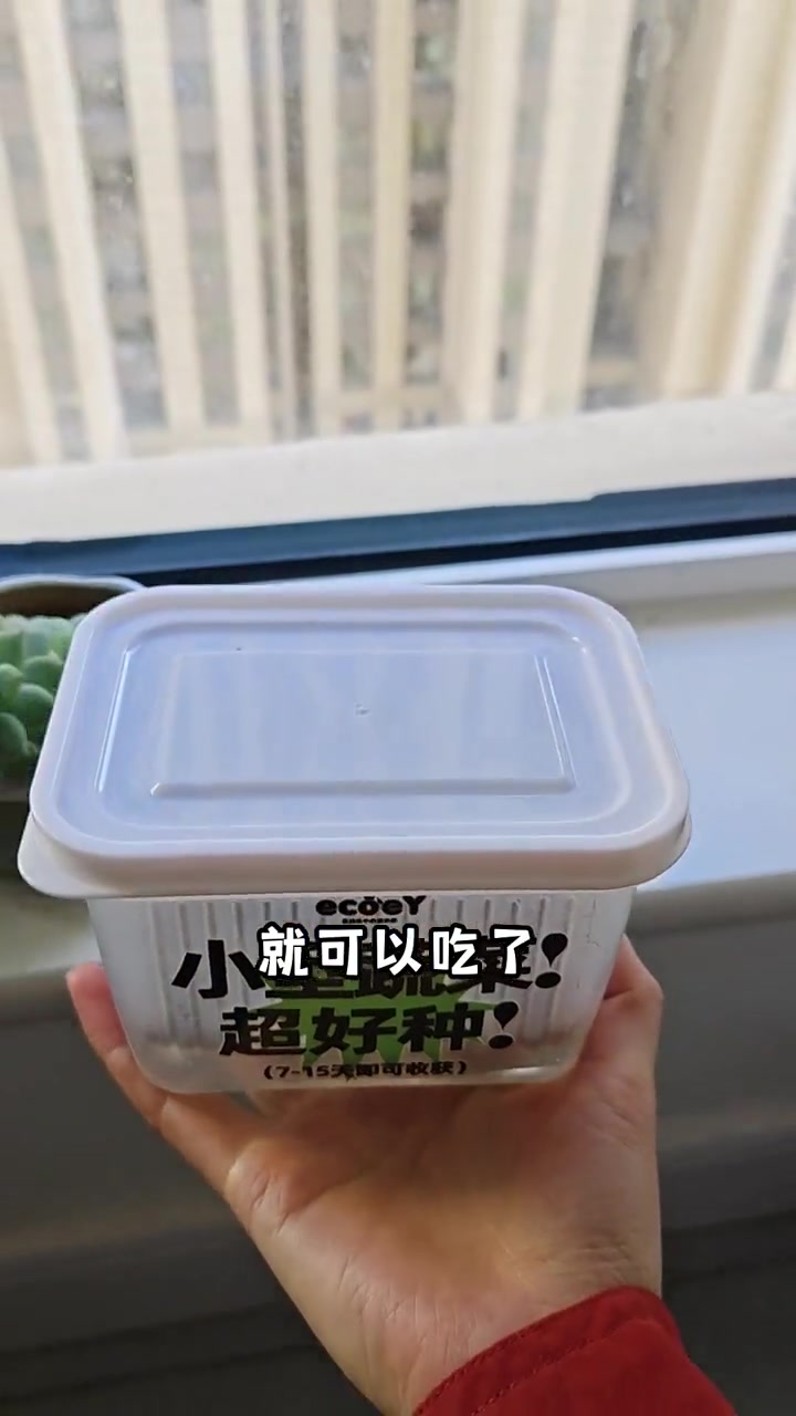 在家就能种蔬菜,让孩子体验种植过程 家庭种植 种植的乐趣 学种菜