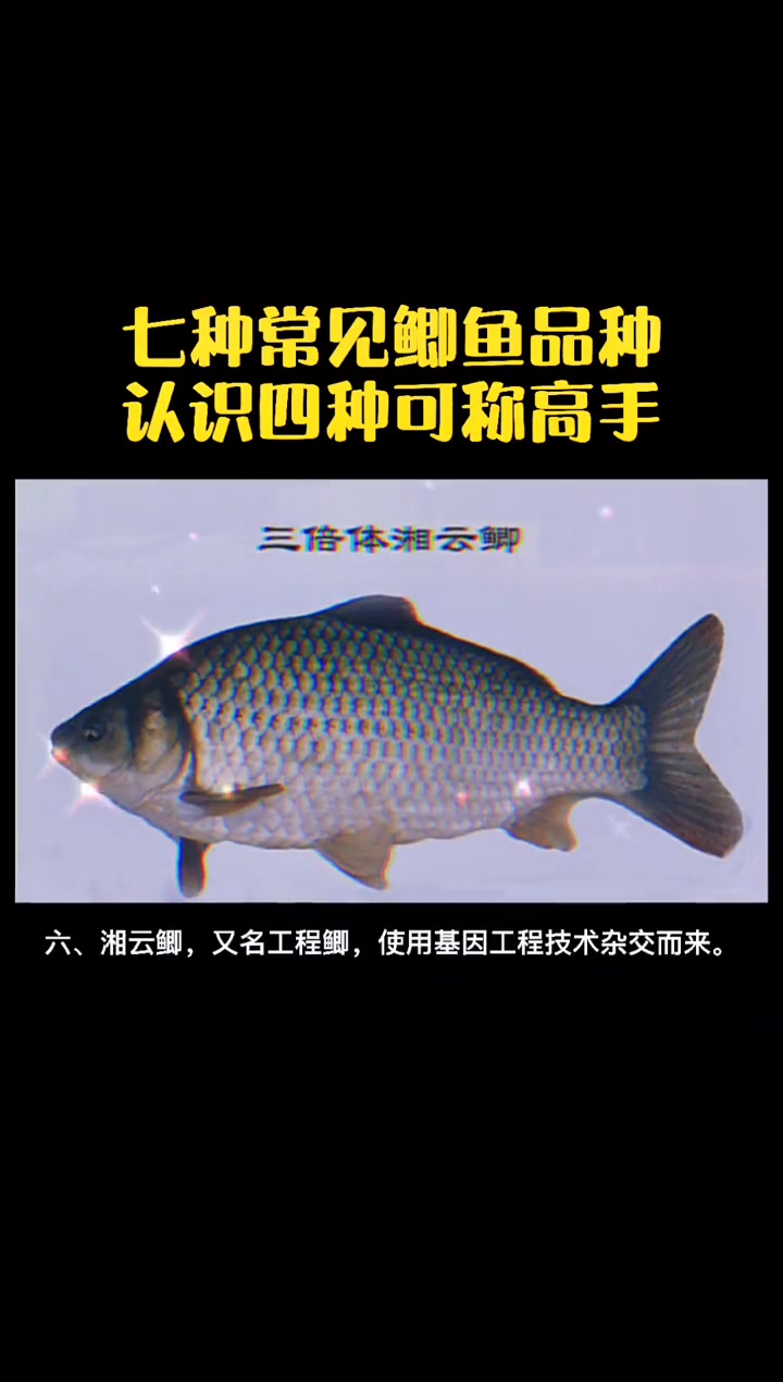 钓友们,你那钓的是哪种鲫鱼?钓过最大的鲫鱼有几斤?