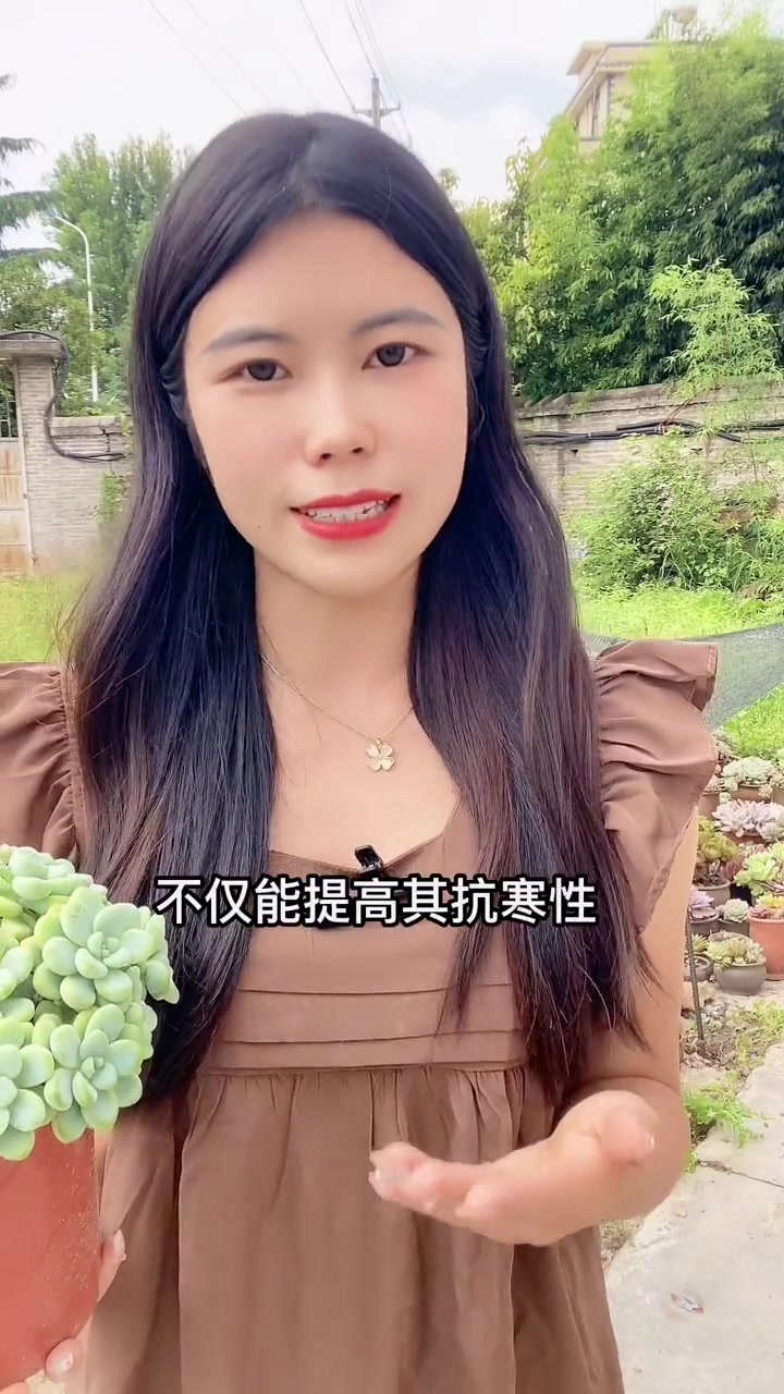 多肉植物用什么肥最好?