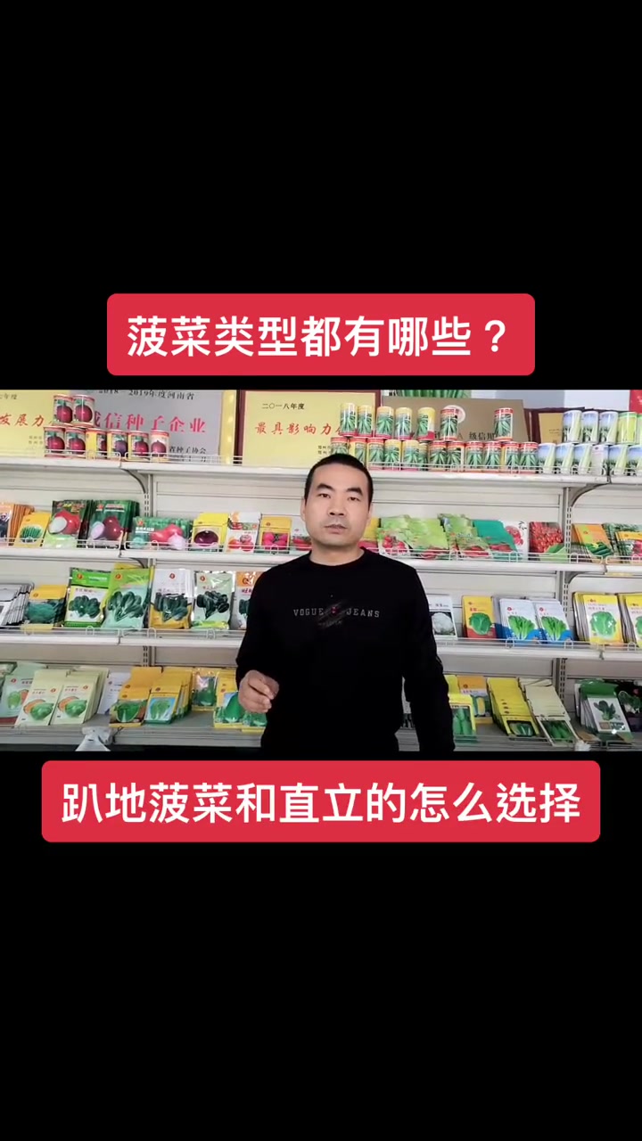 菠菜类型都有哪些?趴地菠菜和直立的如何选择?种植 前要知道