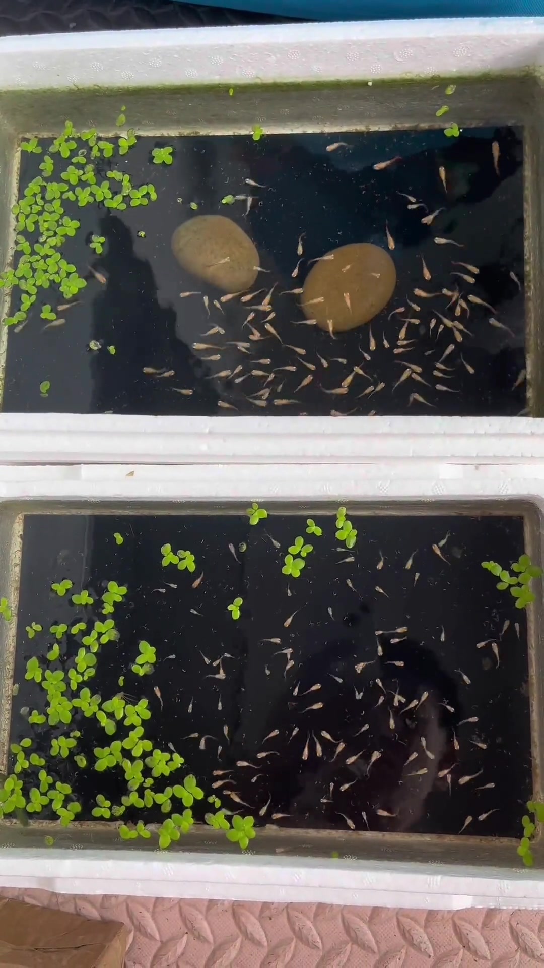 孔雀鱼整个生长过程介绍