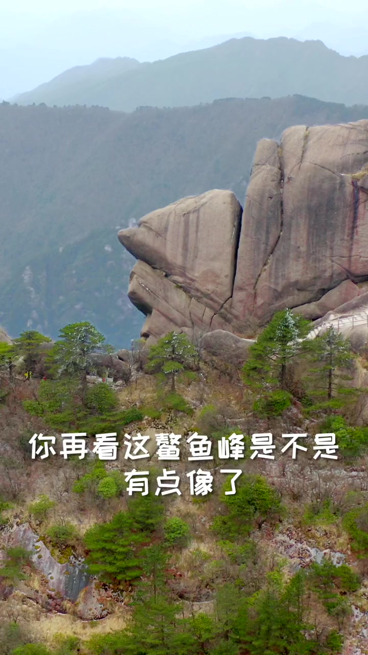 没见过鳌鱼的朋友,可以来黄山瞧瞧