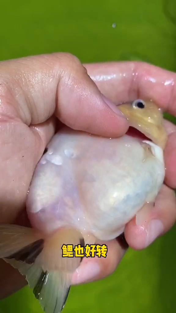 兰寿金鱼鳃病最简捷的治疗办法