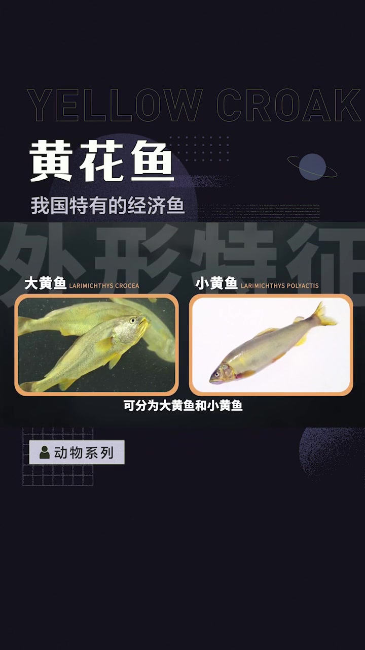 黄花鱼——我国特有的经济鱼